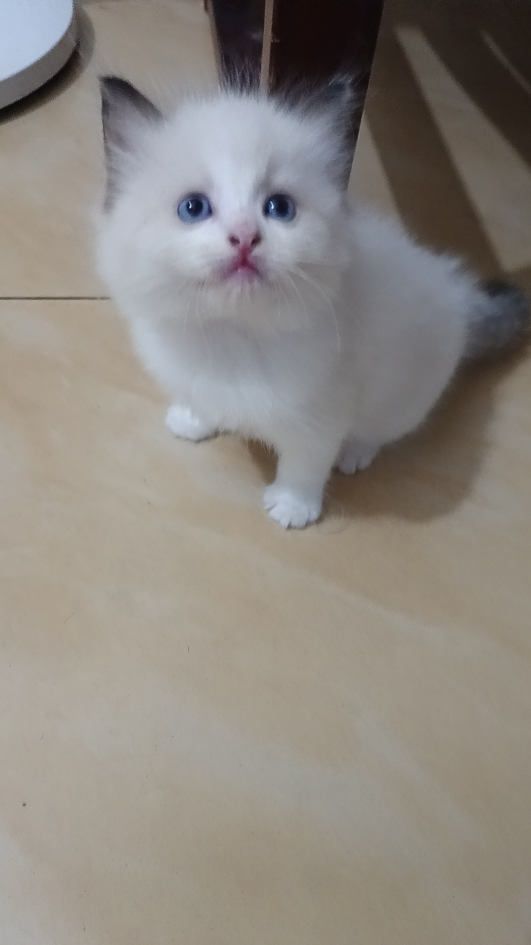 本人布偶猫都是家庭繁育，非宠物店。长期520/只出售布偶幼崽。
